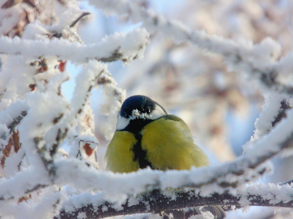 -30 градусов по Цельсию