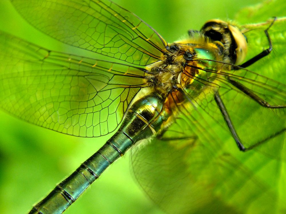 Photograph by Ružica