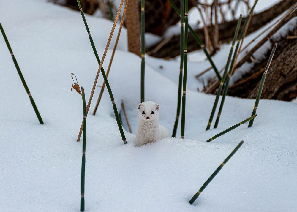 Photograph by Вадим Басов