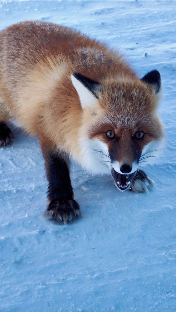Photograph by Светлана Хамидулина