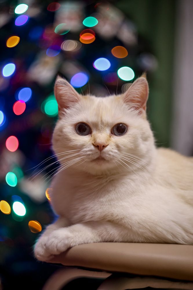 Photograph by Дарья Целуйко