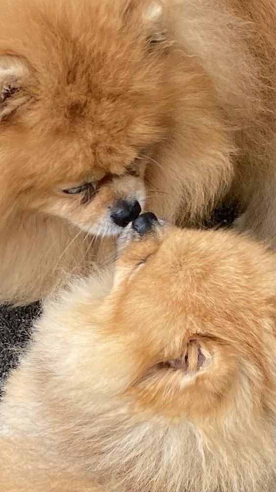 Фотография автора Татьяна Ахрахадзе