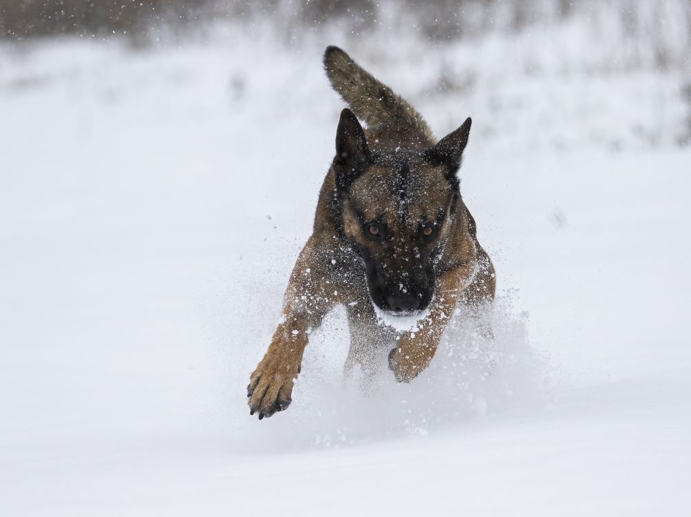 Photograph by Владимир Зайцев
