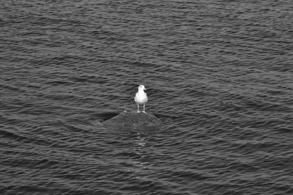 Фотография автора Анатолий Борисенко