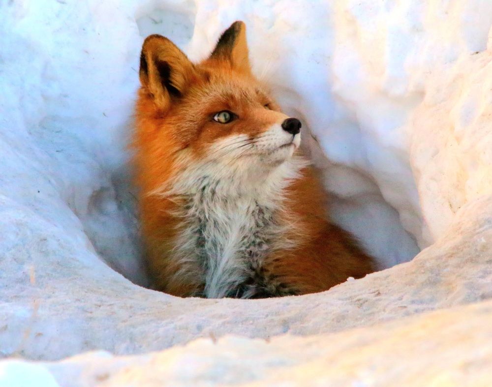 Photograph by Лариса Ким