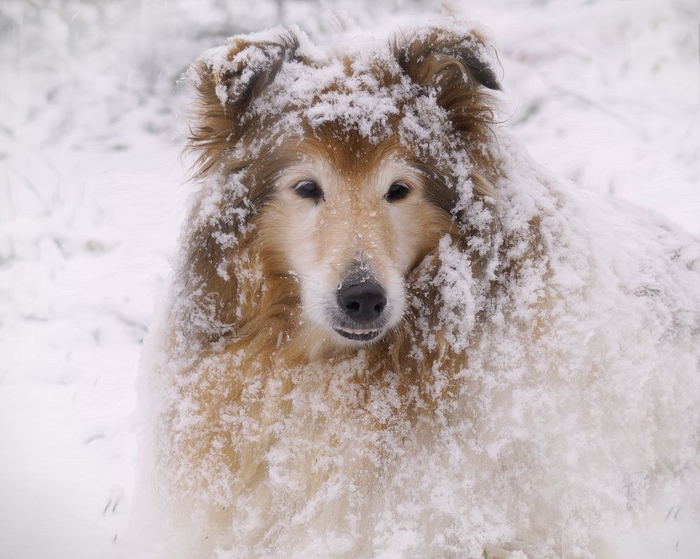 Photograph by LYUDMYLA POKRYSHEN