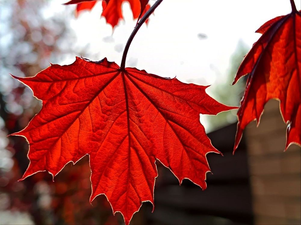 Photograph by Сидорова Ирина