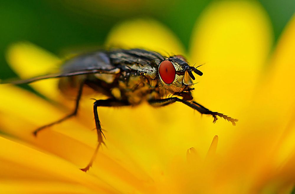 Photograph by Marjo Steffen