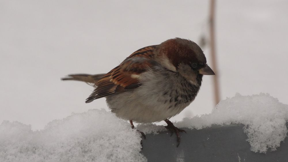 Photograph by Mad Mouse