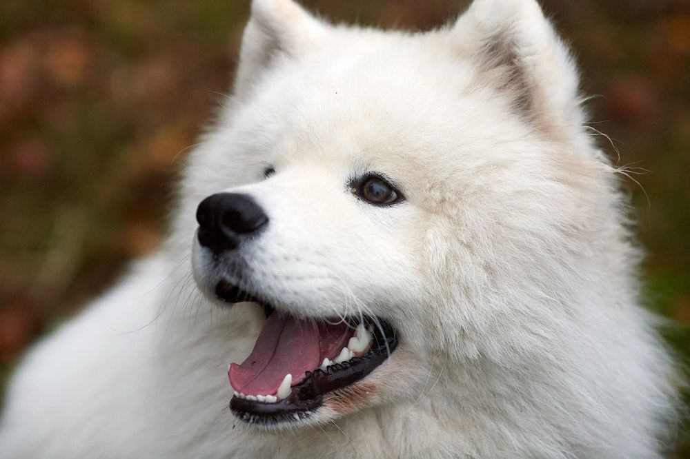 Фотография автора Totoro