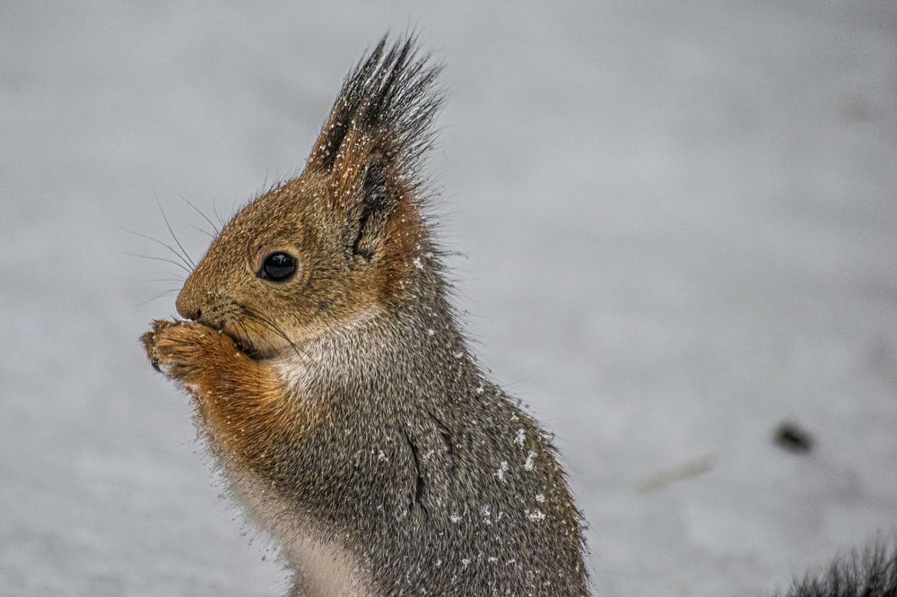 Photograph by Дмитрий Анисимов