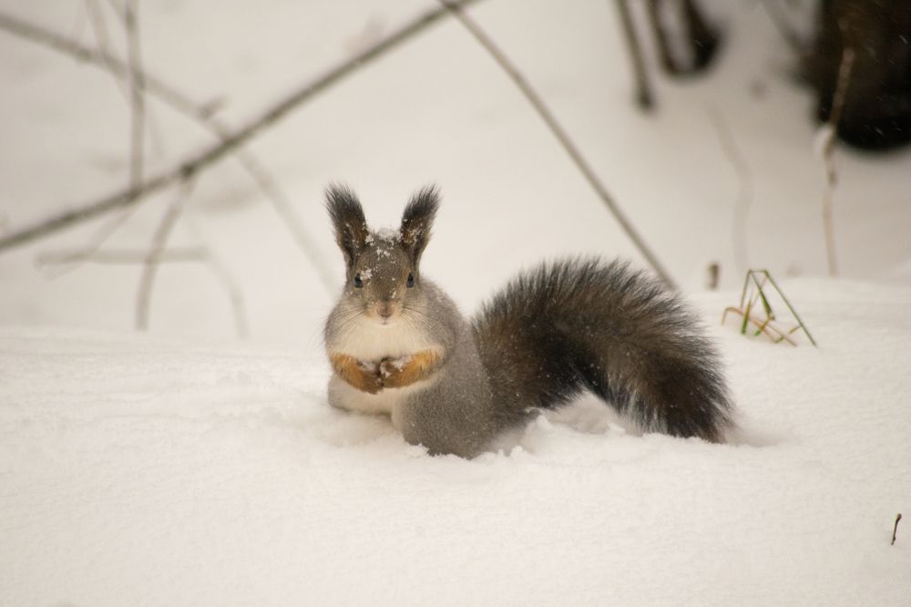 Photograph by Дмитрий Анисимов