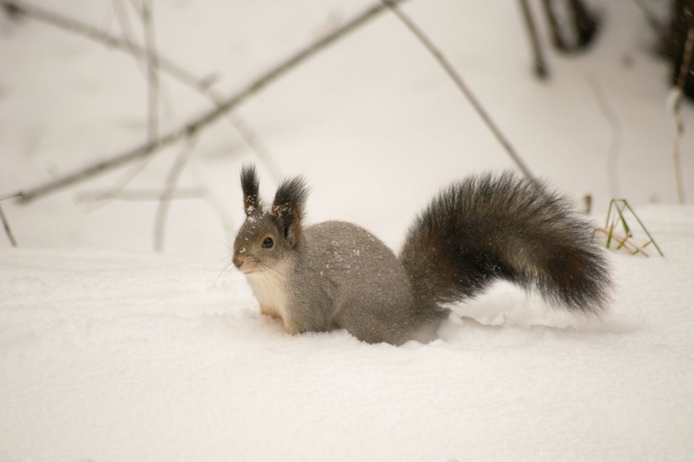 Photograph by Дмитрий Анисимов