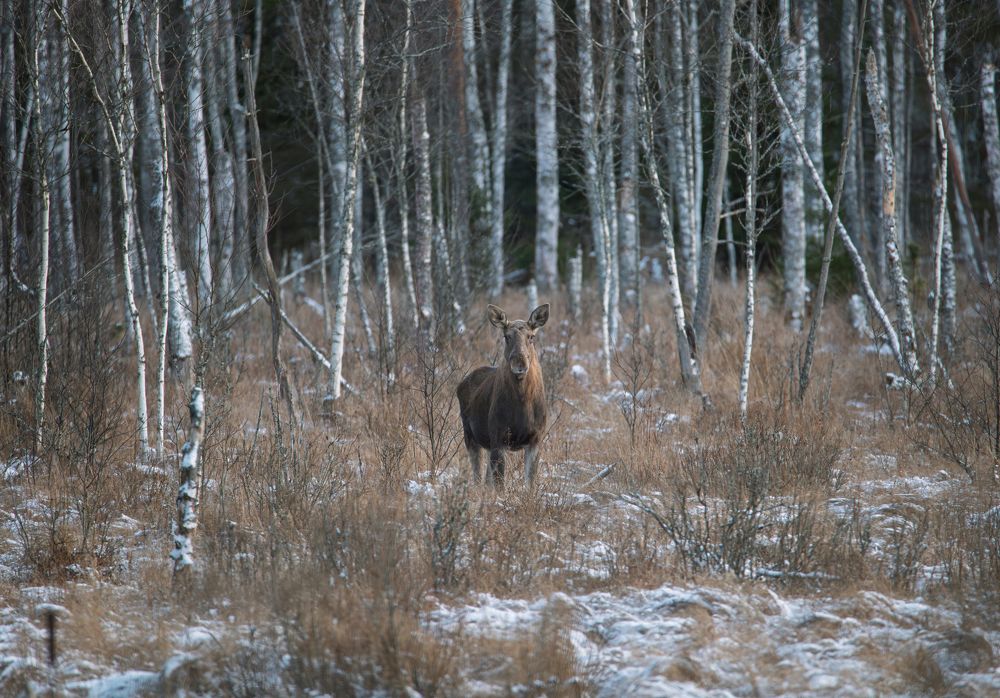 Photograph by Федорако Дмитрий