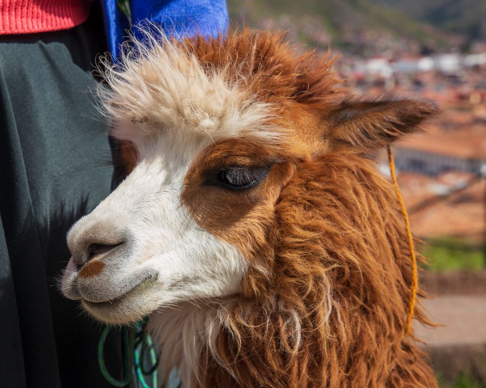 Фотография автора Aleksei Kartashov