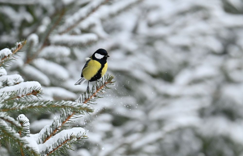 Photograph by Виктория Шажко