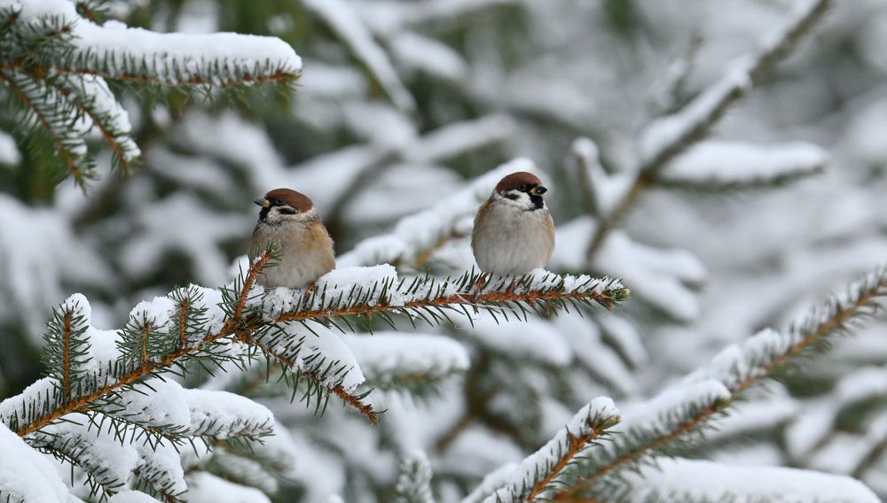 Photograph by Виктория Шажко
