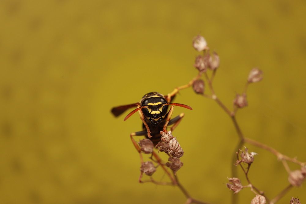 Photograph by David Gregori Vicens