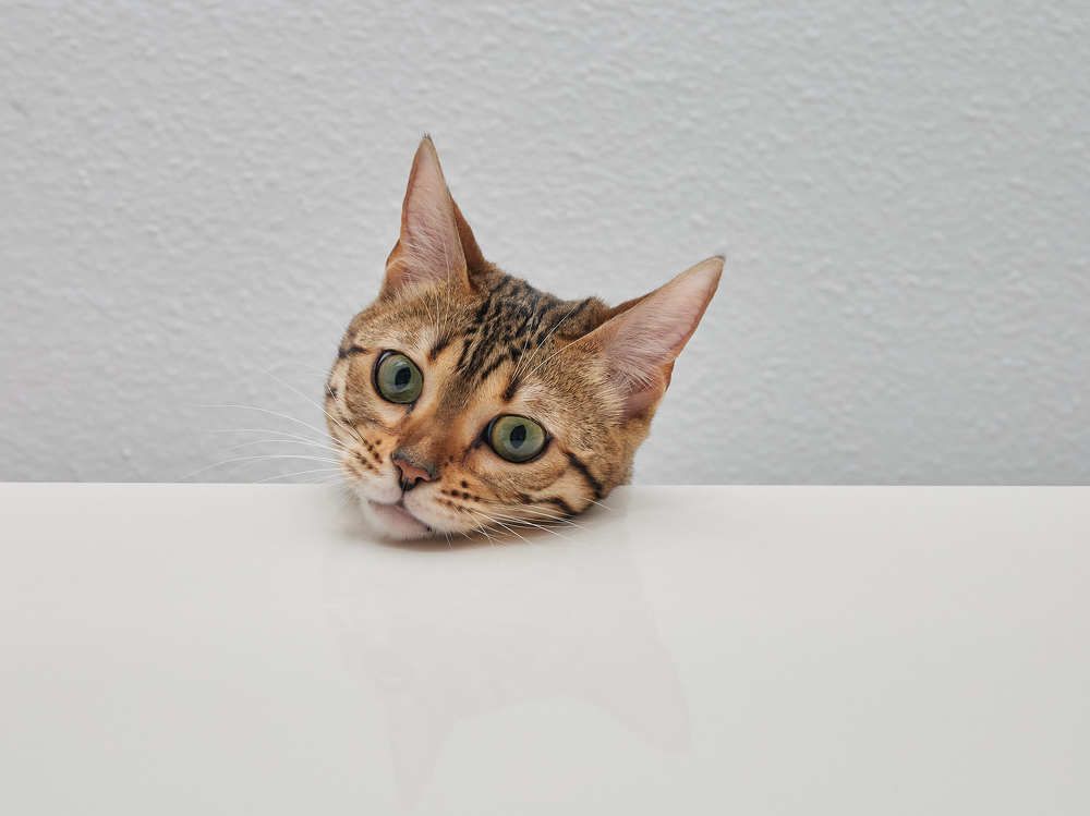 Фотография автора Ekaterina Palant