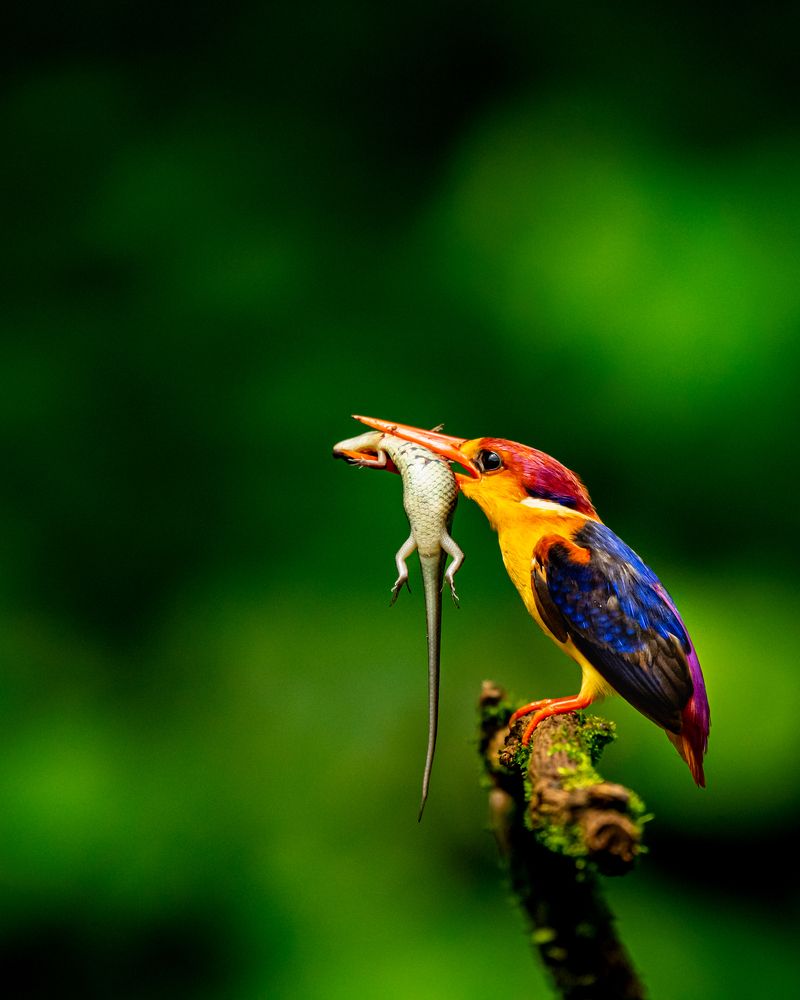 Predator in Paradise