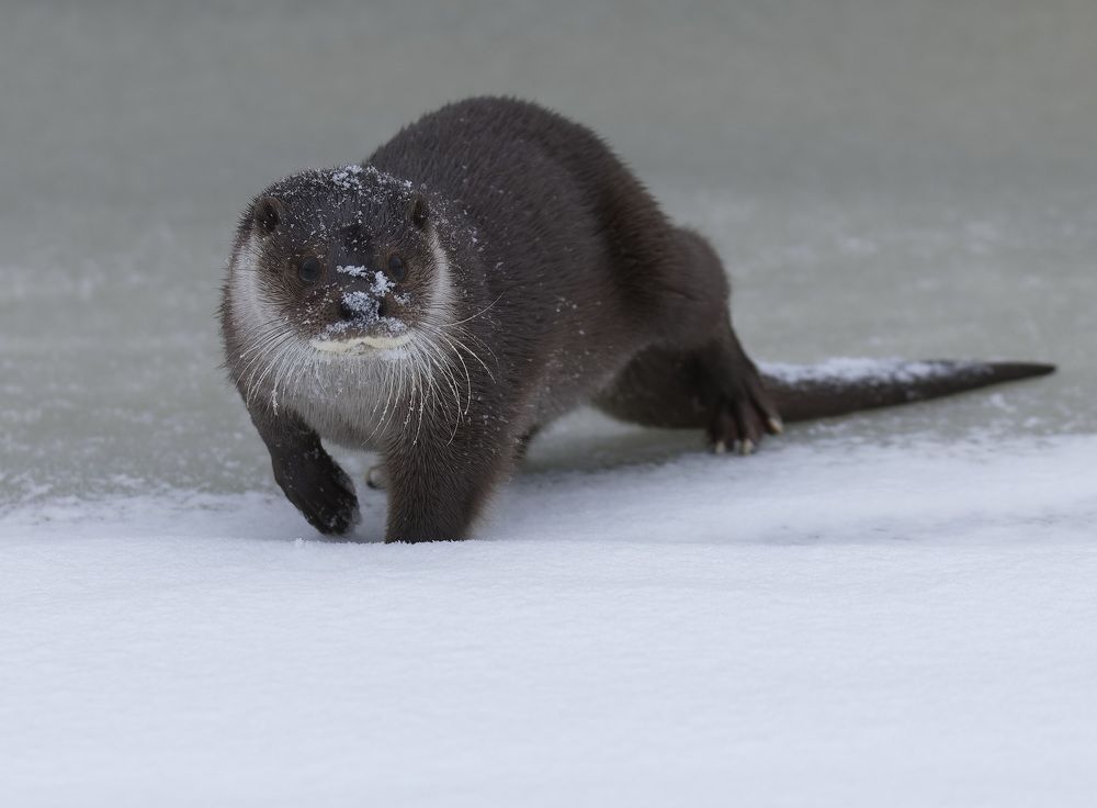 Photograph by Игорь Щербаков