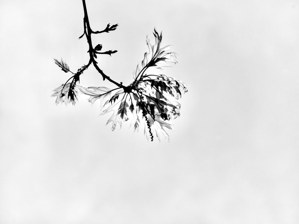 spring.
