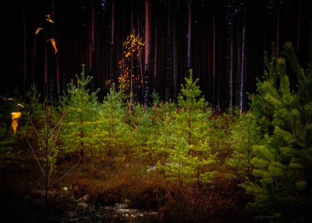 Последние листья