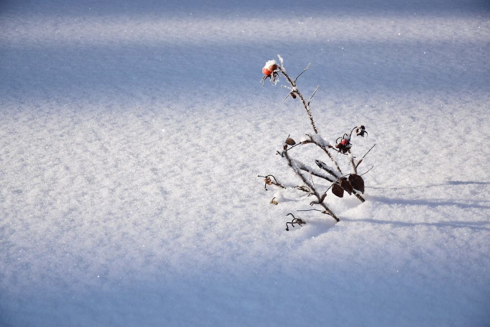 В ожидании весны.