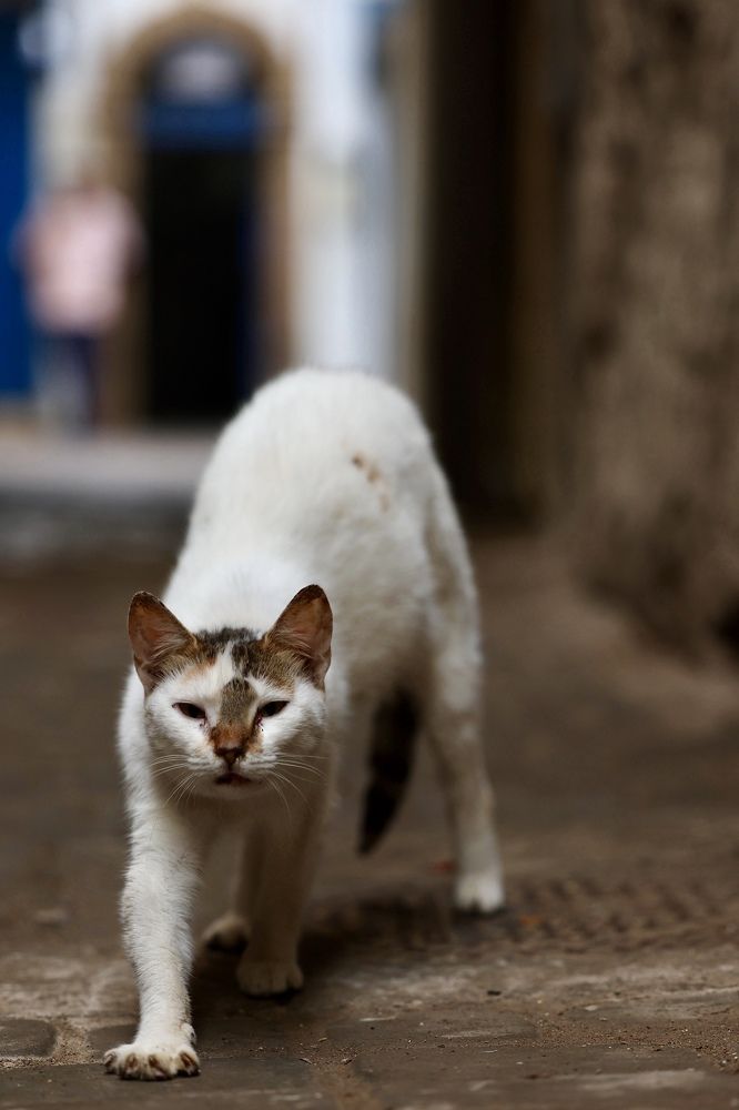 Фотография автора Леонид Голубков
