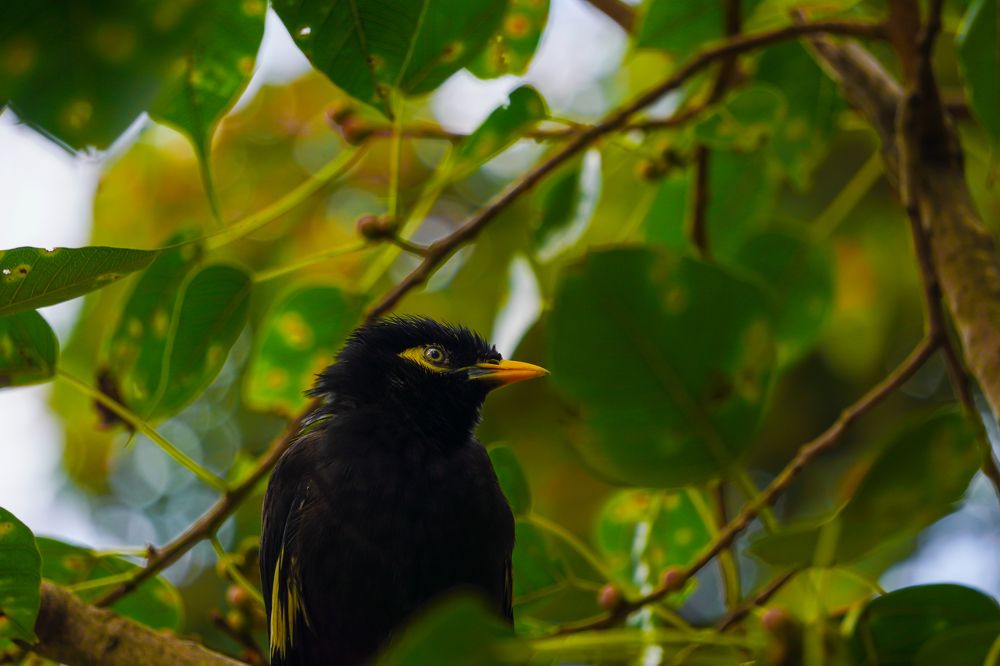 A Myna Amidst the Green Canopy