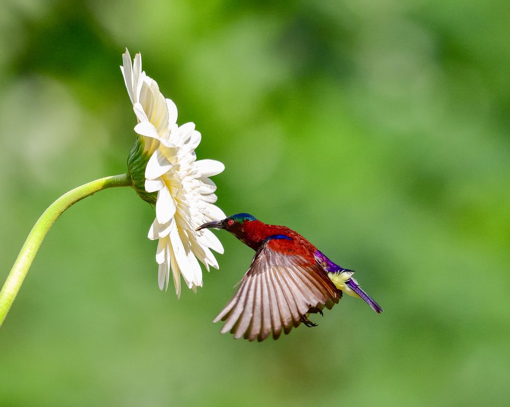 Photograph by Irene Chattopadhyay