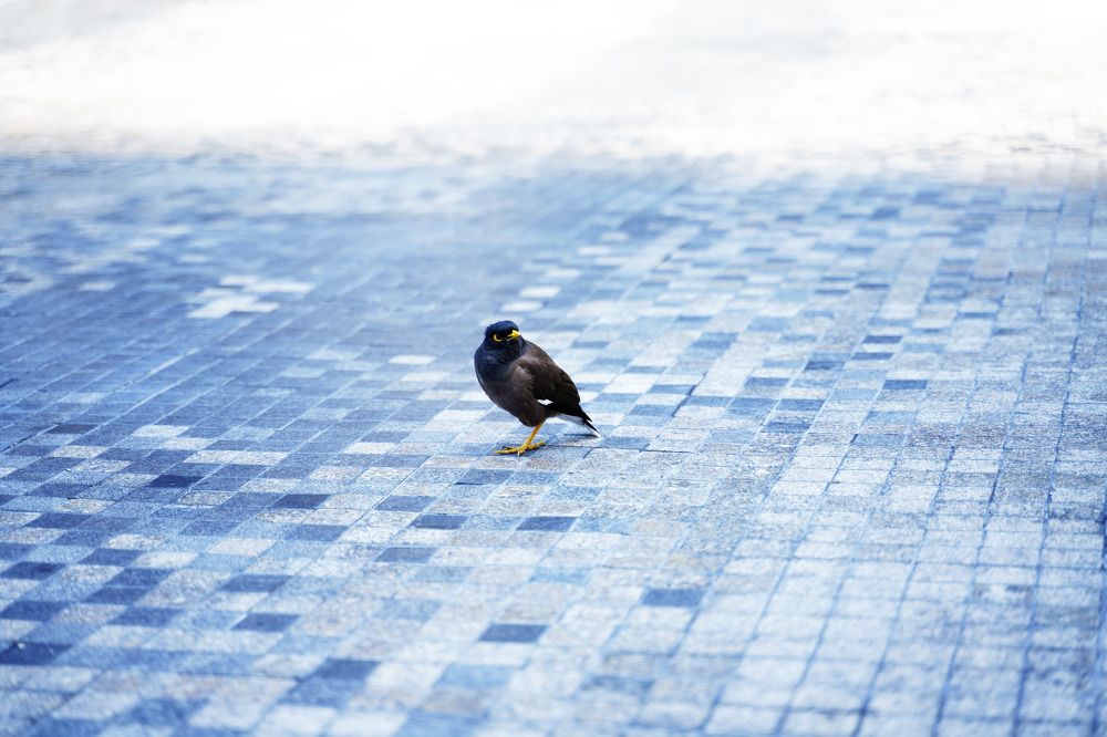 Photograph by Raed Victor Saad