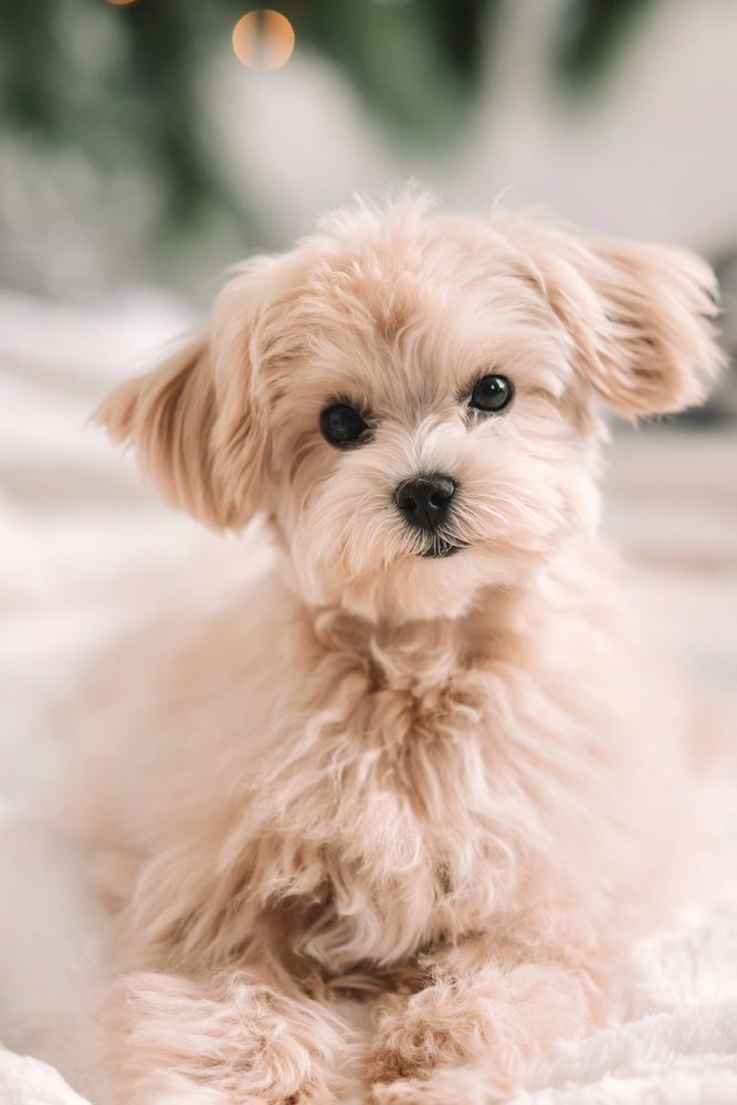 Photograph by Anastasiya Lopez Pogodina