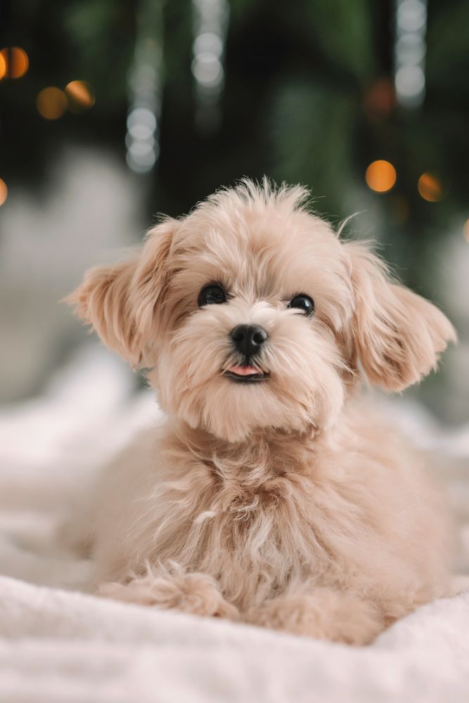 Photograph by Anastasiya Lopez Pogodina