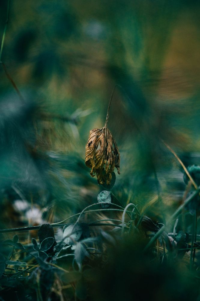 Photograph by Иван Кривоносов