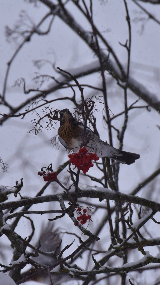 Photograph by Ljudmilla Pavljutsenkova