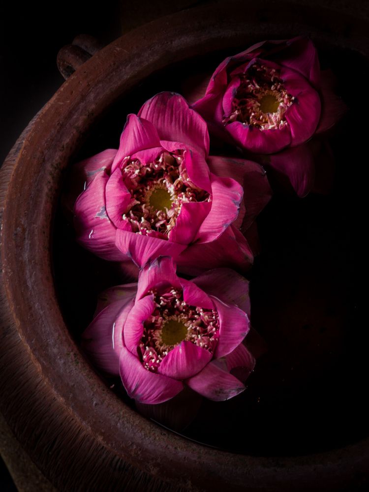 Photograph by Алина Орлова