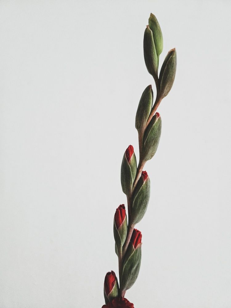 Photograph by Ольга Мандрыкина