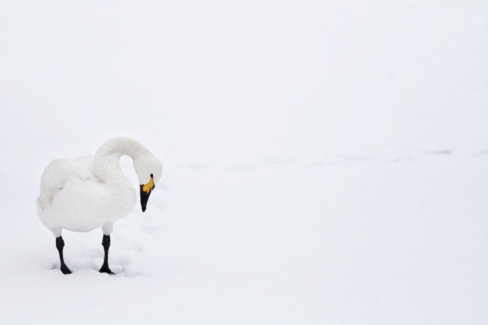 Фотография автора Елена Кириллова