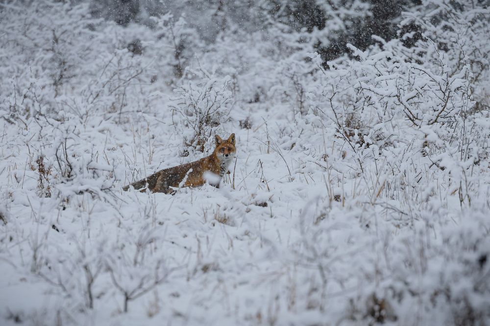 Photograph by George Alexandru Ghiuro