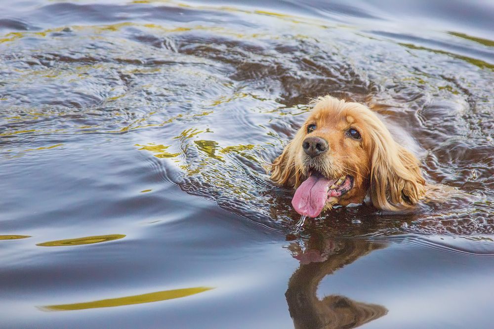 Photograph by Клясюк Галина