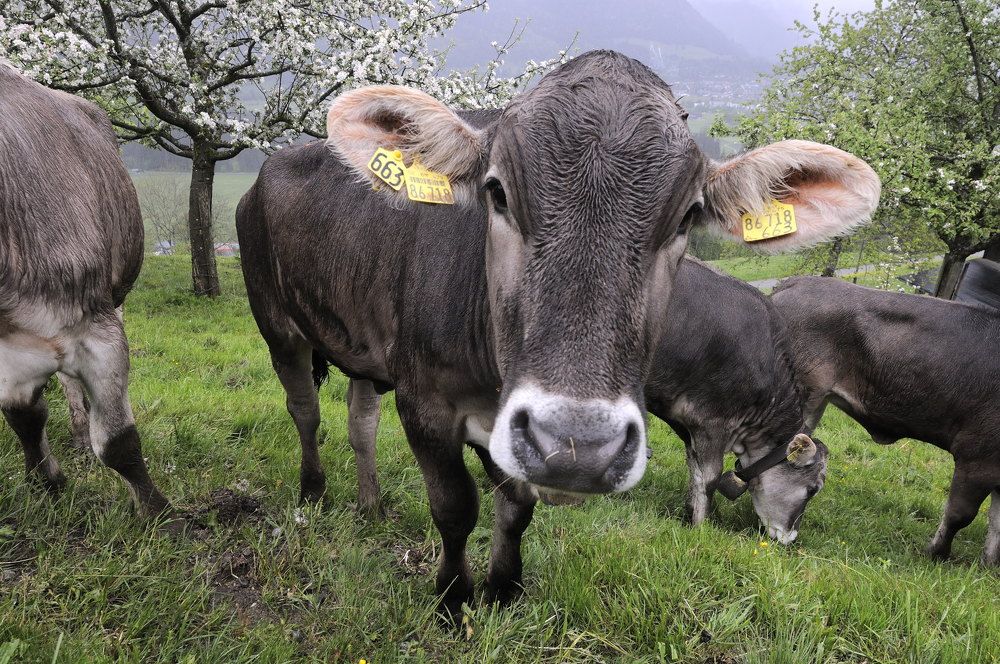 Фотография автора Сергей Сынтин