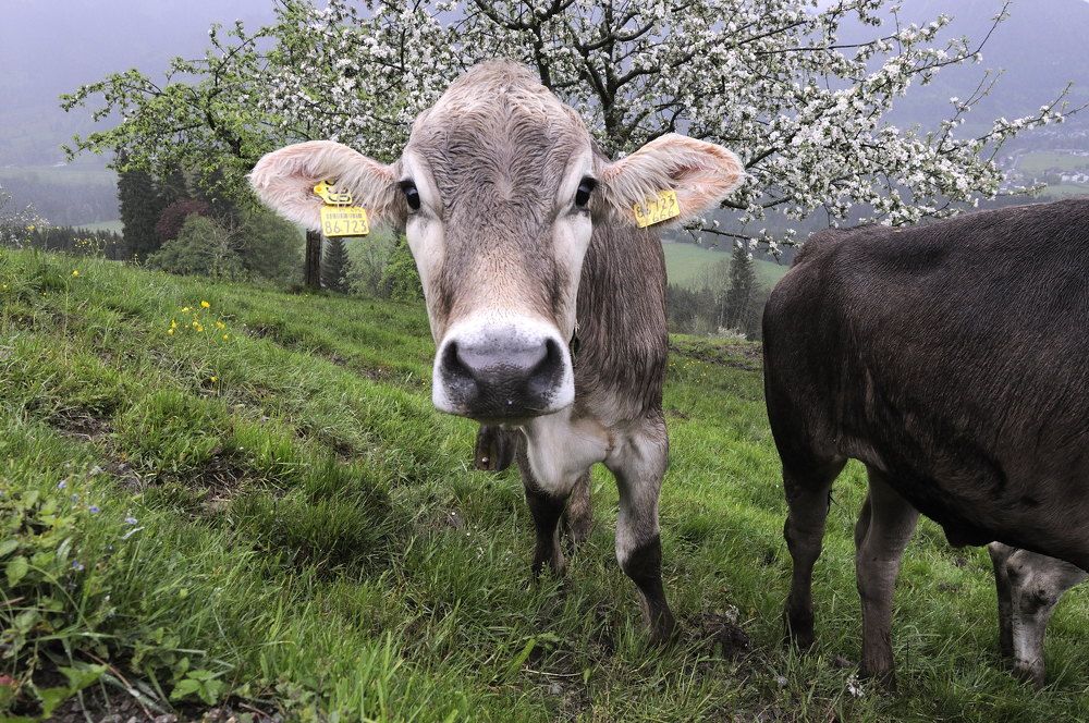 Фотография автора Сергей Сынтин
