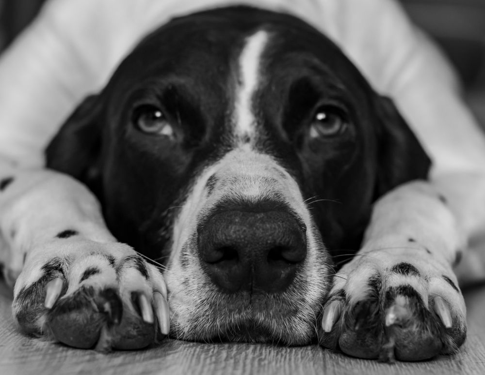 Photograph by Алексей Широбоков