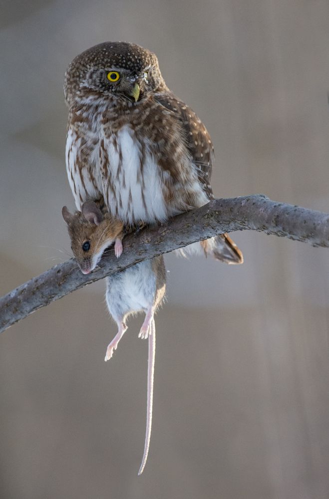 Photograph by Татьяна Ливеровская