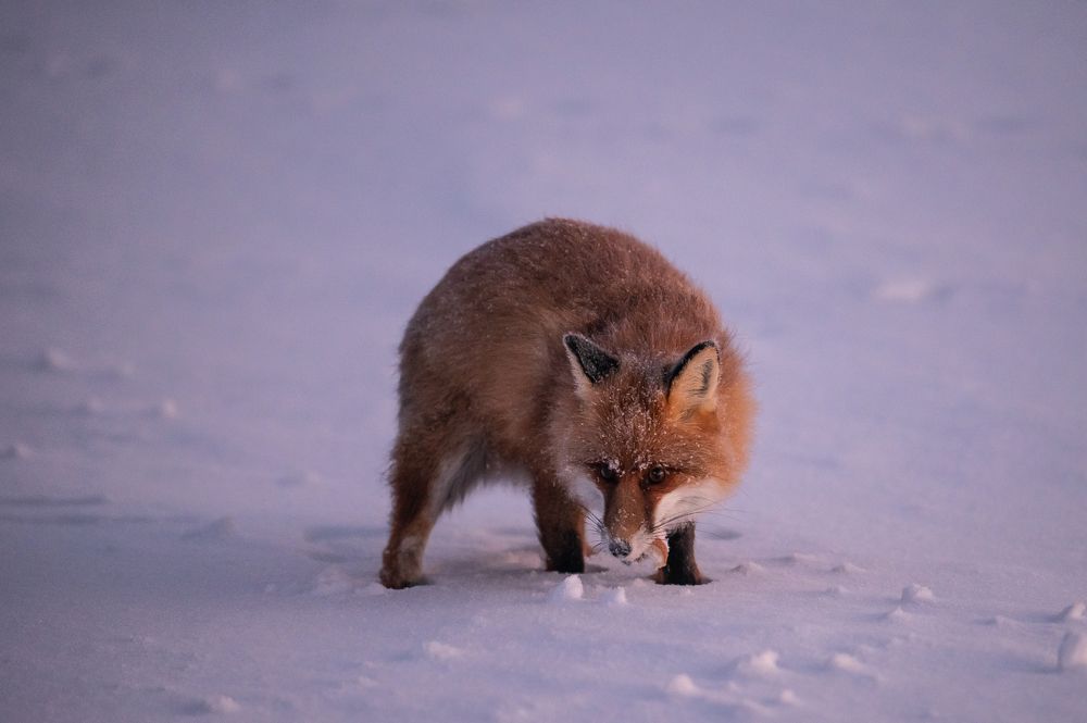Photograph by Анна Василькова