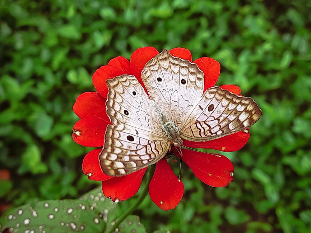 Anartia jatrophae (Linnaeus, 1763)