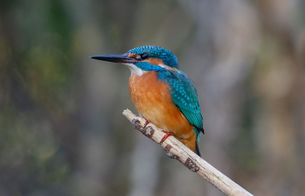 Фотография автора Татьяна Ливеровская