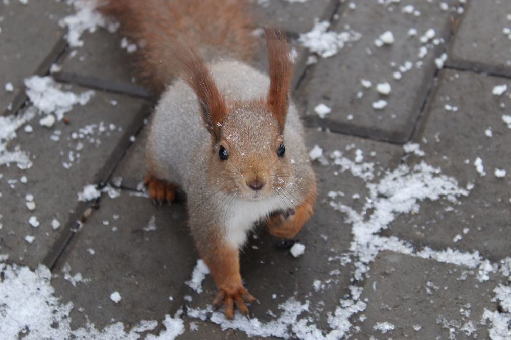 Фотография автора Иван Безрядин