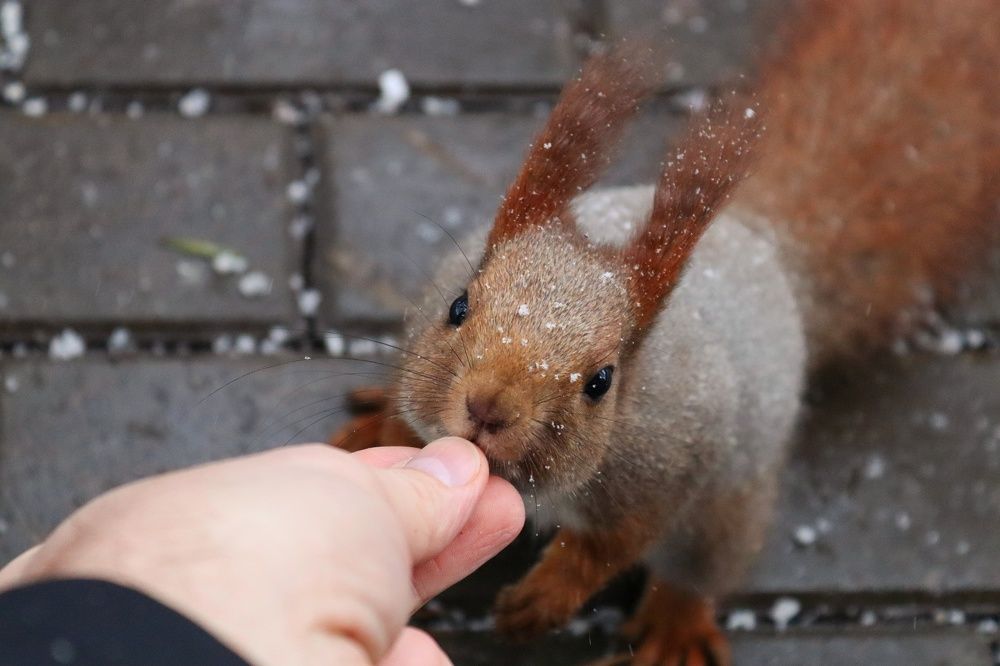 Фотография автора Иван Безрядин